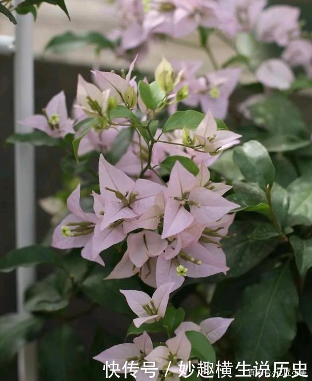 45种三角梅品种,红、橙、黄、绿、白、紫,每一种都很好看!
