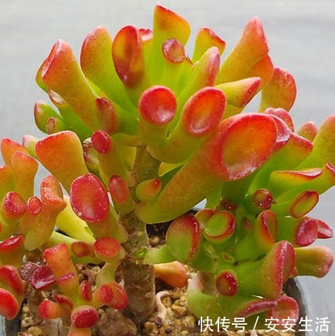 家中养这“4种花卉”，自带“财气”，有钱人养家里都养一盆