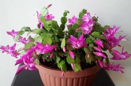 养花:保证养一盆旺一盆?更换盆栽土添上这个好东西,没问题