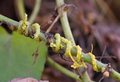 大豆|若在大豆上见到这野草,别手软,赶紧采摘回家,它种子价值很高