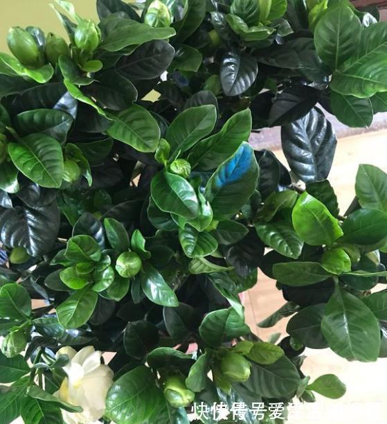 秋季|养栀子花,记住“8个字”,永远不黄叶,叶片油绿,枝头窜满花苞