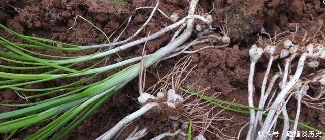 农村野生一物,虽常见很多人却不懂,李时珍:温补,助阳道