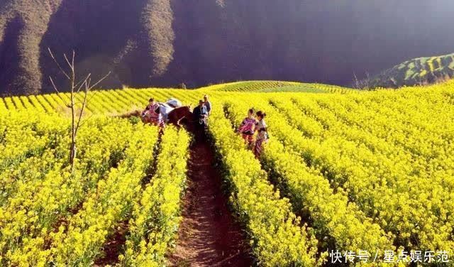 人间|油菜花漫舞在云南大姚紫丘山麻街村的山岗