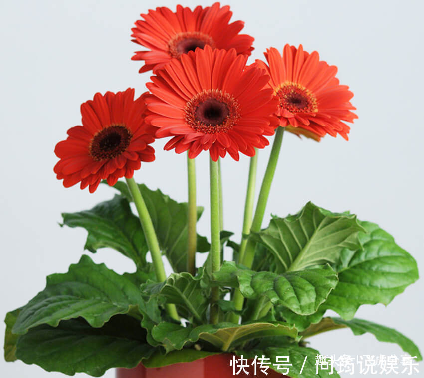 姬小菊|四种菊花比长寿花漂亮10倍，全年循环开花，从年初赏到年尾