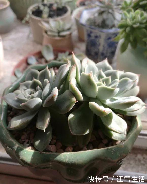 阳台党|5种多肉难出状态，就要狠狠虐，不然干脆送人！