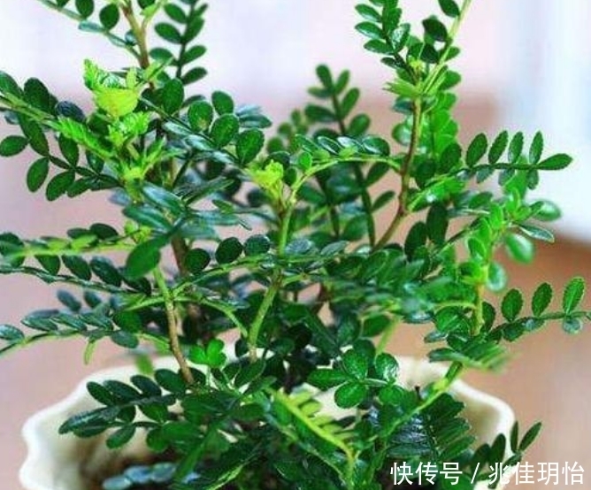 3种花养了就爆盆，净化空气，杀菌去异味，家家必备！