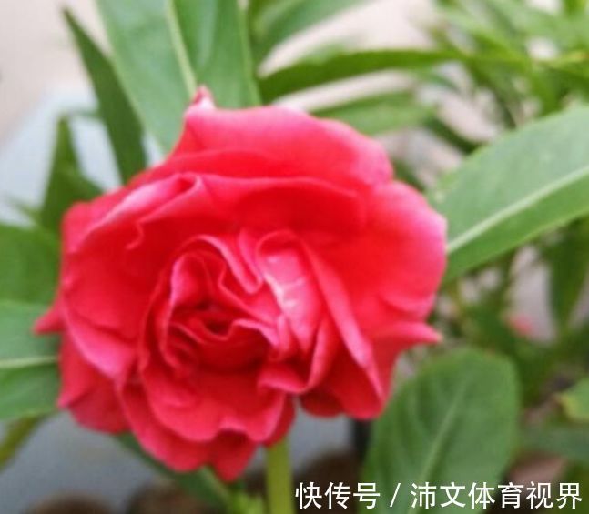 指甲花|最值得养的花,种植容易,漂亮不输牡丹玫瑰,四季开花,花香四溢