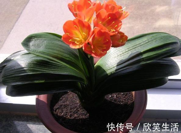 盆养君子兰，7天浇一次臭水，保管网格叶油绿、开花多