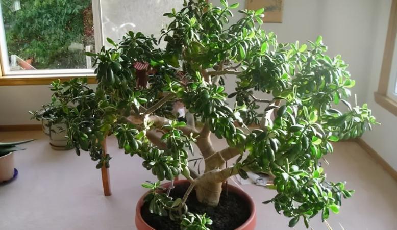 按这方法边修剪边养护玉树,盆栽不仅侧芽多,主干还长得更粗壮