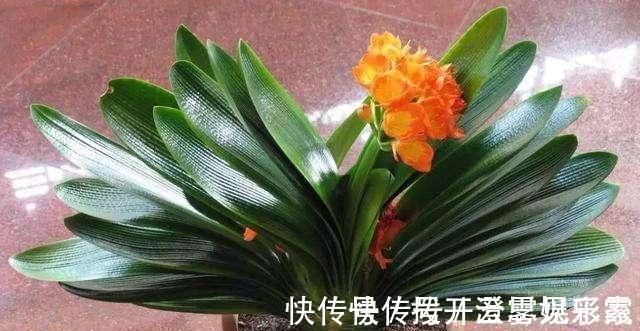 君子兰|给君子兰换盆，“这点”要知道，不然不长不开花，让你“干着急”