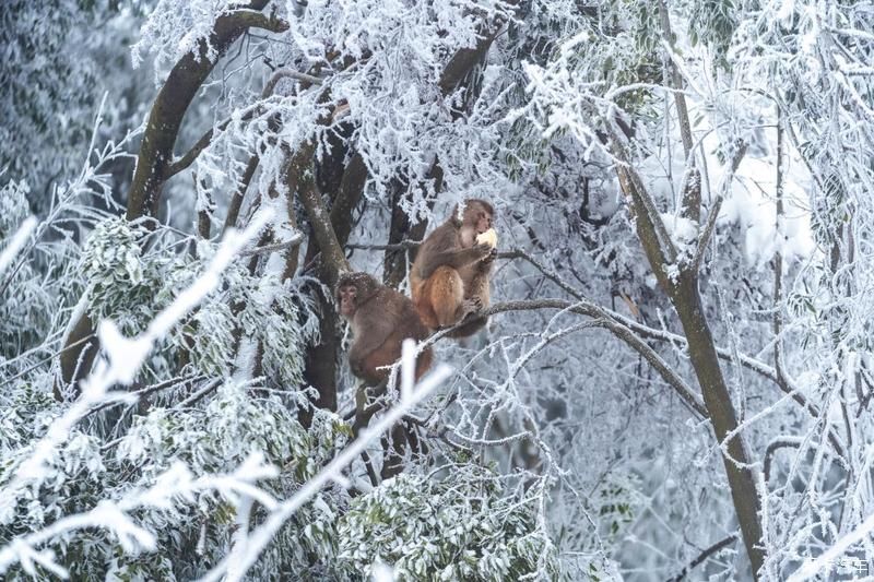 九皇山雪地里撒欢