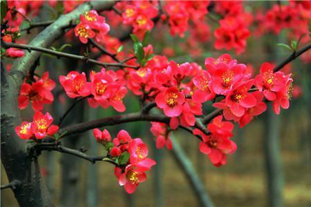 海棠花|北方冬季适合养什么花