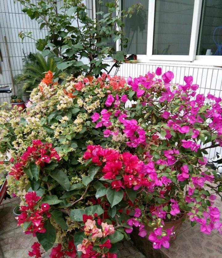 让三角梅全枝爆花的几个“要领”,满树新枝,出芽多,枝枝有花