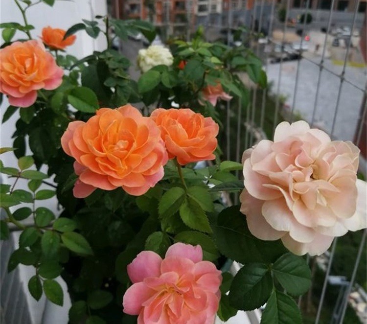 此“天然”有机肥，能防土板结、促花全面生长，淘米水不如“它”