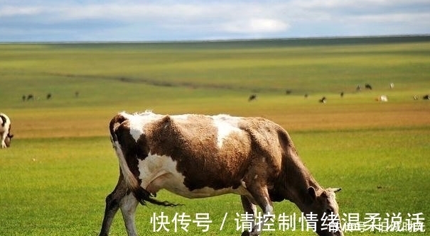 吃肉|为何人类每天吃肉,但却很难长肌肉,而牛只吃草却拥有一身肌肉?