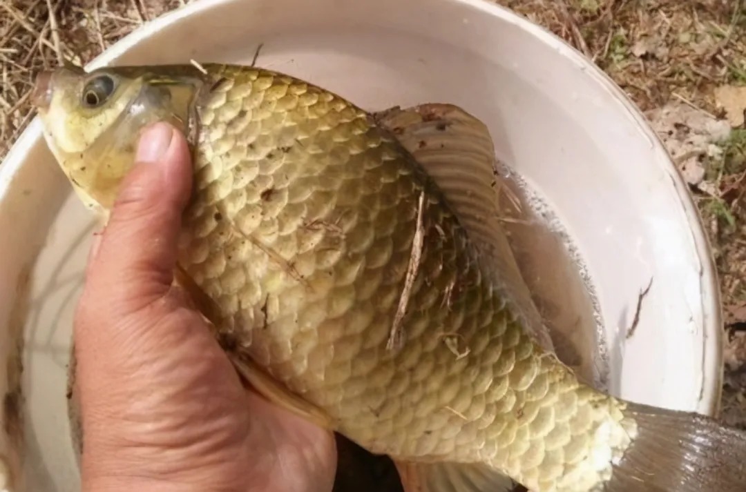 气温低,大板鲫就不吃钩了?那是因为你没用过这饵,效果杠杠的