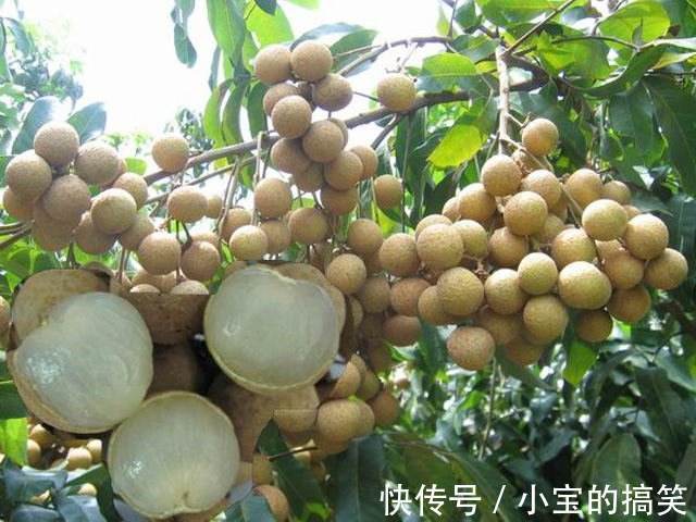 张总监|经常失眠不用怕，常吃此2种小零食，安神、补气血，自然睡得香