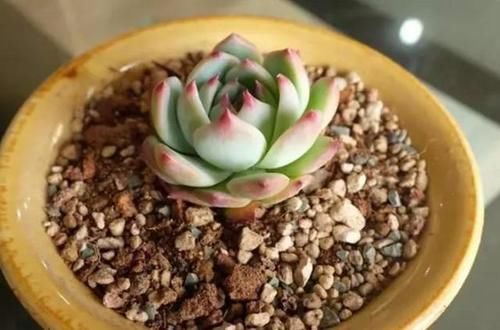 新手养无根多肉发根难!学会这2招,7到10天就生根