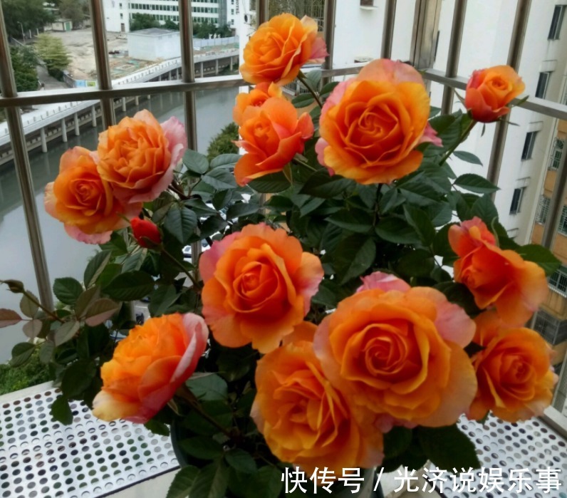 此款微型月季四季开,1次维持1个月,是开花机器里的“劳模”