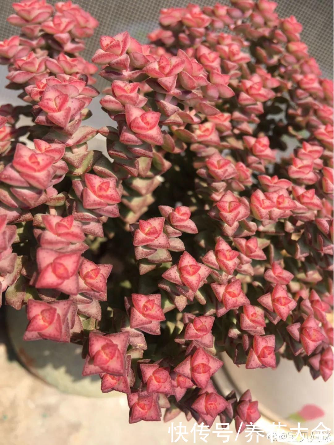 生根|6种花夏天扦插，枝条剁8段、撒土里，3岁小孩都能插活