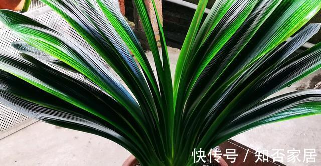 休眠期|栽培君子兰出现问题,基本是以下方面的原因,解决方案都在这里