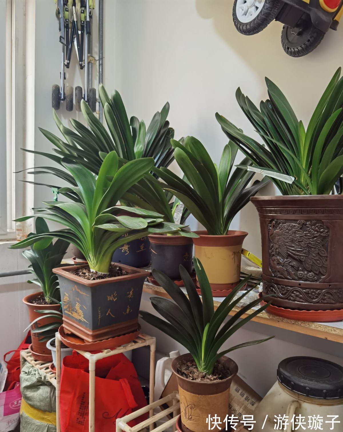 长寿花|5种“富贵花”,谨记“穷养它”,大盆换小盆,才能开满富贵花