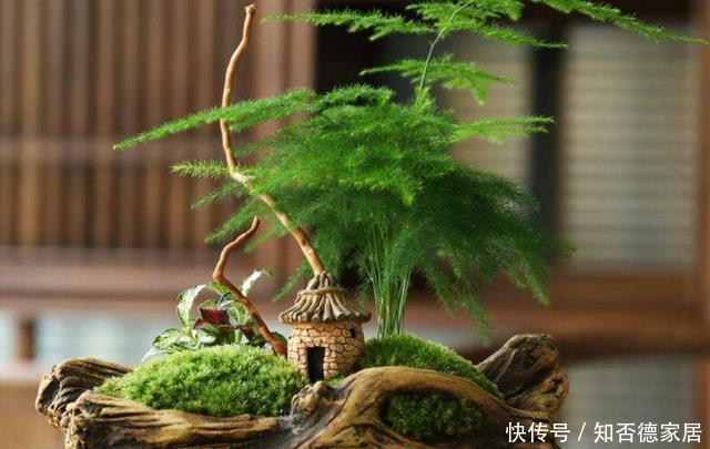 发黄干枯|天冷文竹容易黄叶,准是5个原因导致的,冬季养它要合理避免!