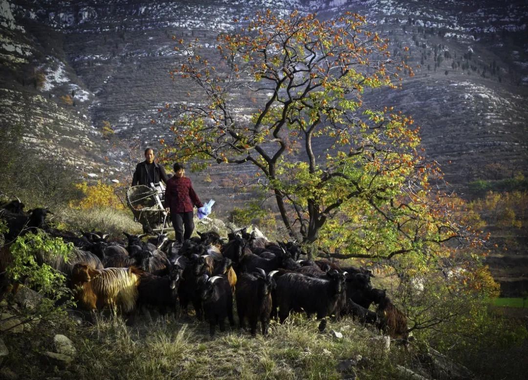 非物质文化遗产|伏羊节来啦，来吃“咩”？