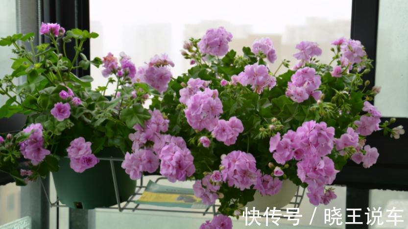 阿司匹林养花的技巧和注意事项