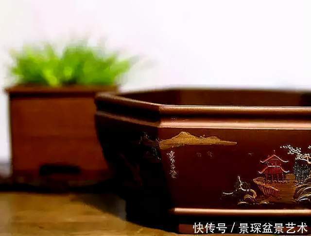 树桩|花盆原来也有这么讲究,别给你家树桩盆景选错了!