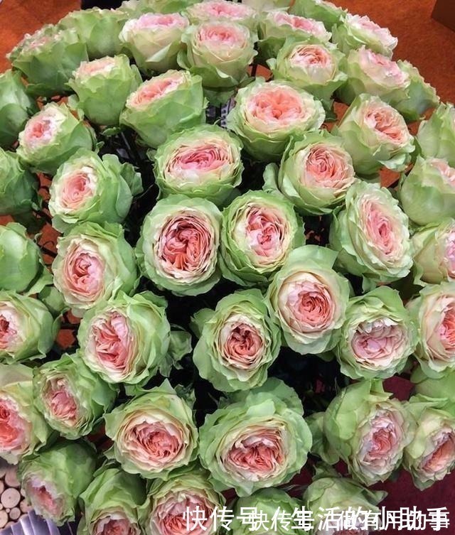 25款包子型月季,花开永不败,大花好养又丰花,新手推荐种植!