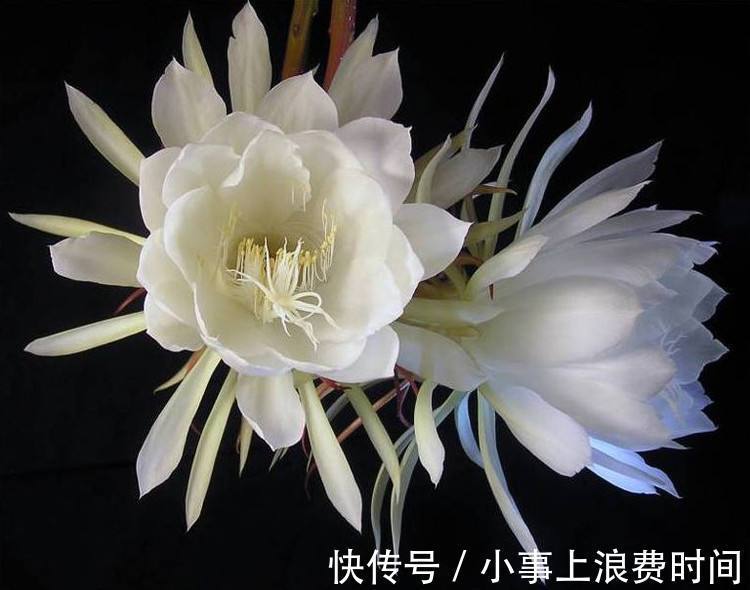 此花被称为“月下美人”,夜间开花,美成奇观,有机会要养一株