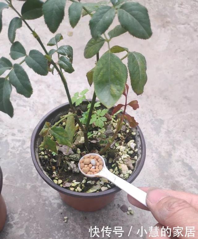 冬天埋点肥,明年花儿多3倍,轻松爆盆!