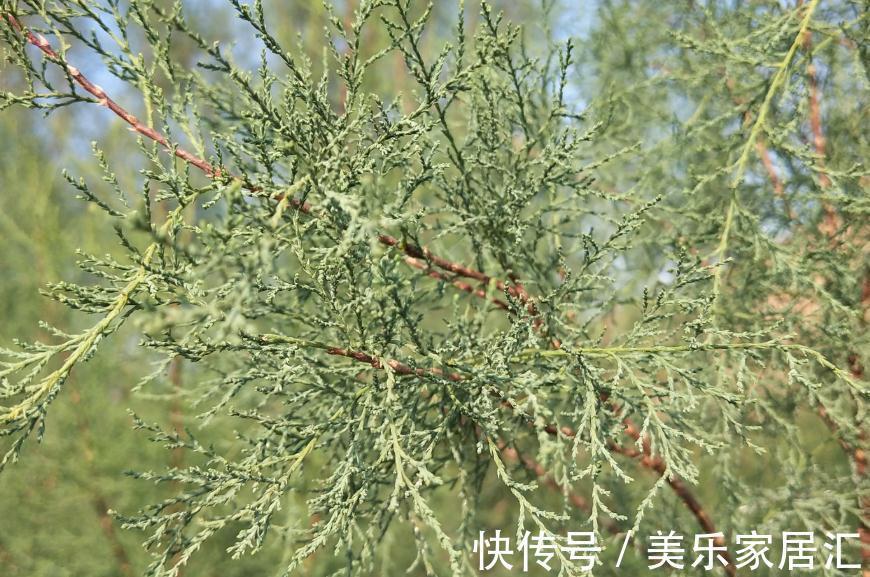 梭梭树到底长什么样,好多人在蚂蚁森林忙活了半天都一定没瞧过