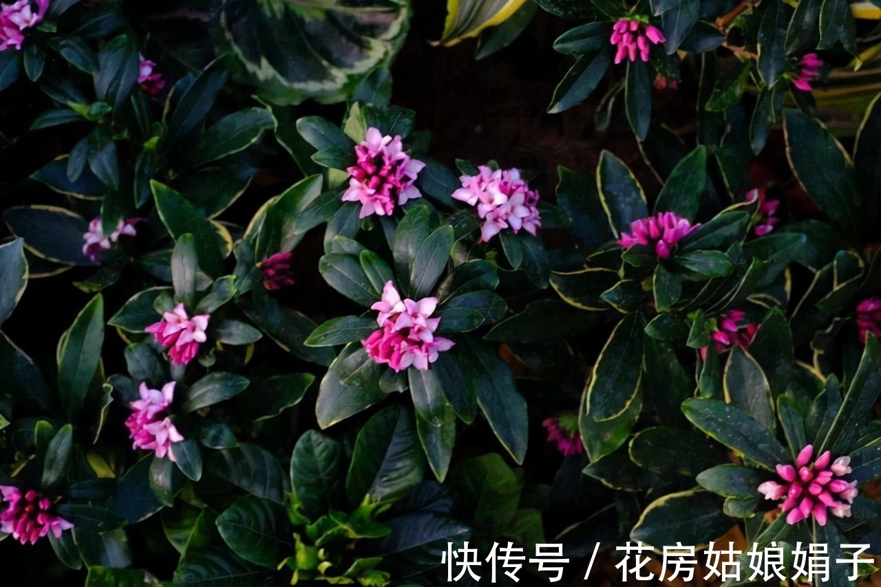 这9种花卉适应性强，各种抗性较高，适合在室内的环境中栽培