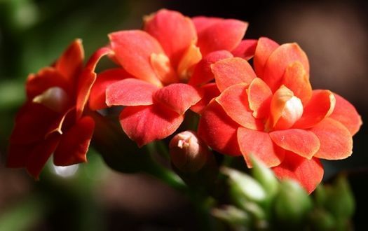 几种花深受花友的喜欢,开花爆盆很简单,家里养几盆,直接变花海