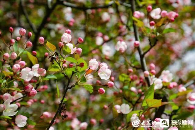 这就是山东泰山极顶海棠花开粉白花朵扮靓天街