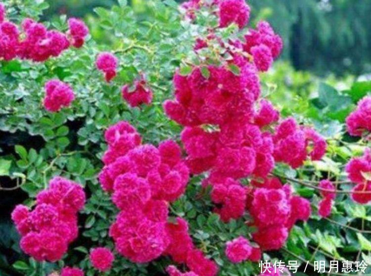 4种花很漂亮，好养易活能爆盆，开花漂亮花期长，谁养谁喜欢