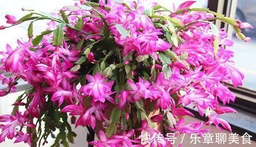 想要长寿|长寿花、蟹爪兰都喜欢的“神仙水”,一周喂一勺,花开满枝头!