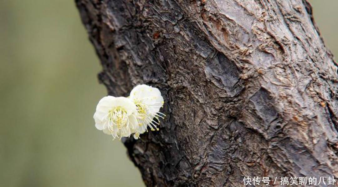 万里春&一首清新脱俗的咏梅诗,不仅写出了新意,同时每一句还另有深意!