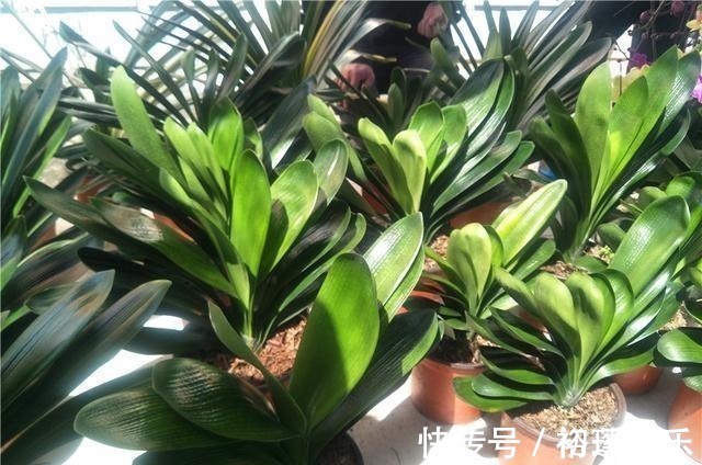 土壤|君子兰不长,主要有4方面原因,解决办法很简单