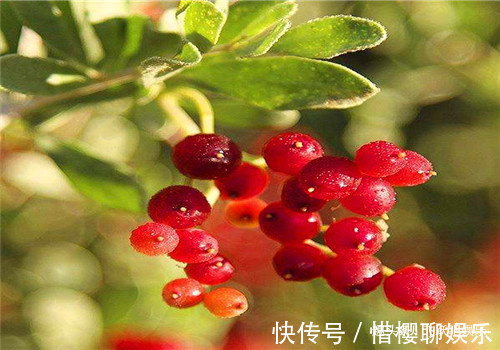 人参果|聪明人最爱吃4种食物,排毒养颜、排毒素清,有益健康