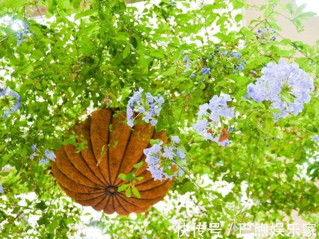 枝条|家里有这6种花,赶紧挂起来,长的快、开花一年比一年多!