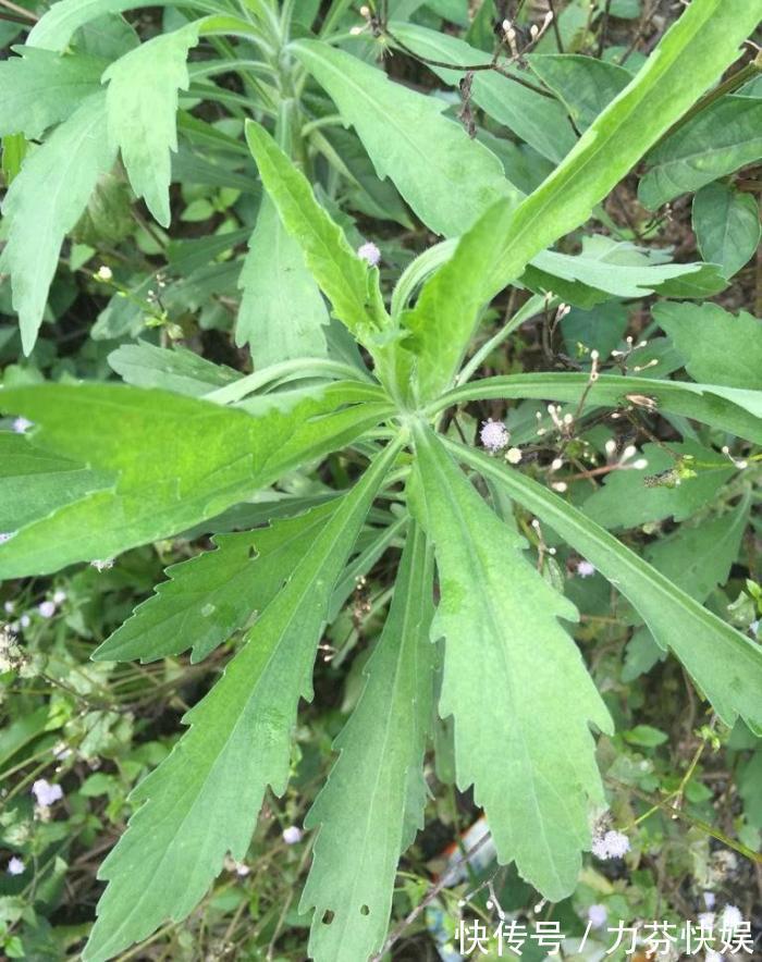 植物|此物名为“醉酒草”，是治疗肠胃“特效药”，路边就有，见了带走
