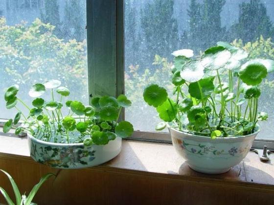 财意|4种名字带“财意”的植物，是吉祥的观赏花，家里有空建议养一盆