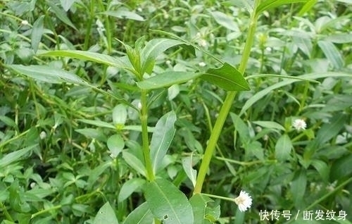 小溪|河沟和小溪边,生长着一种“水花生”,看似不起眼,价值高