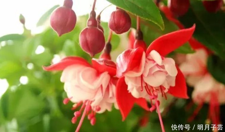 4种花是“开花大户”,家里养两盆,四季有花赏,漂亮又好养