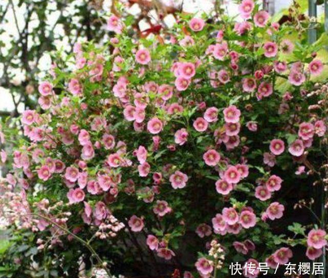 4种花被称为开花劳模,365天开花不断,花朵烂漫迷人