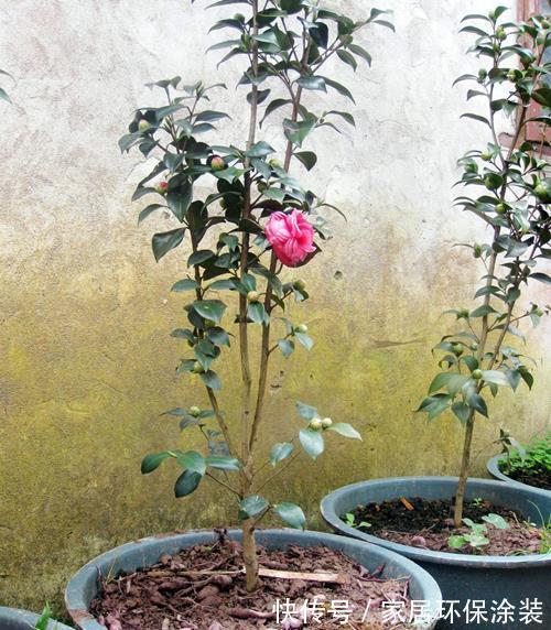 嫩枝|嫁接茶花需要准备什么，嫁接好了后怎么管理？