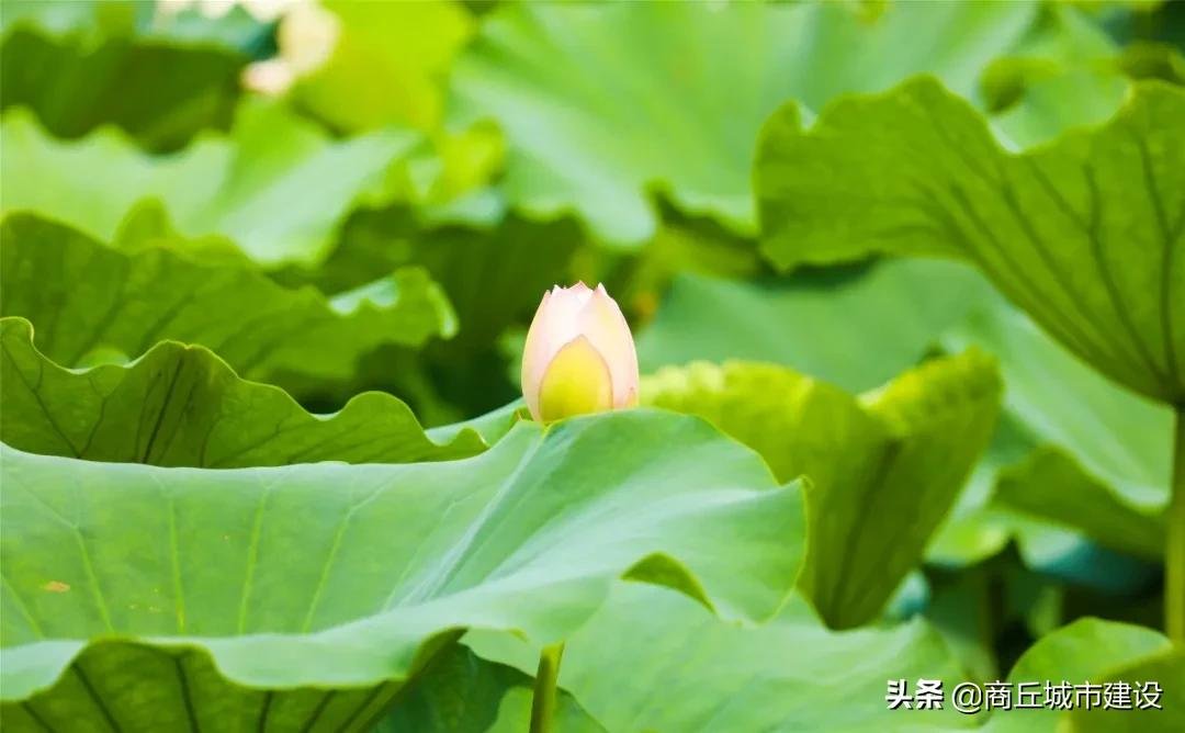 荷花池|商丘这里藏着一大片荷花田